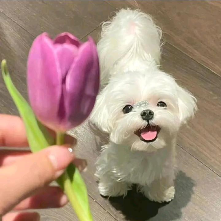 夏小秋秋（家人永远健康平安）