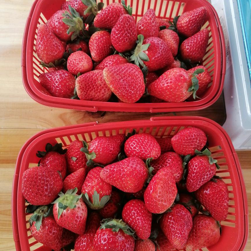 朱姐三甲牛奶草莓园