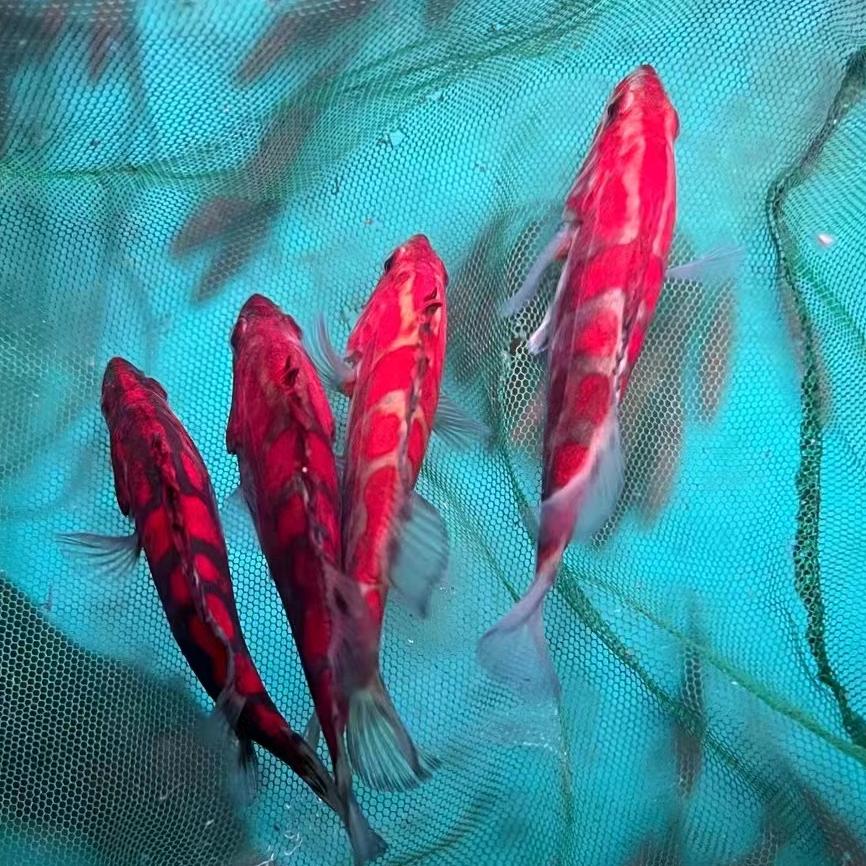 江家湾鱼总场