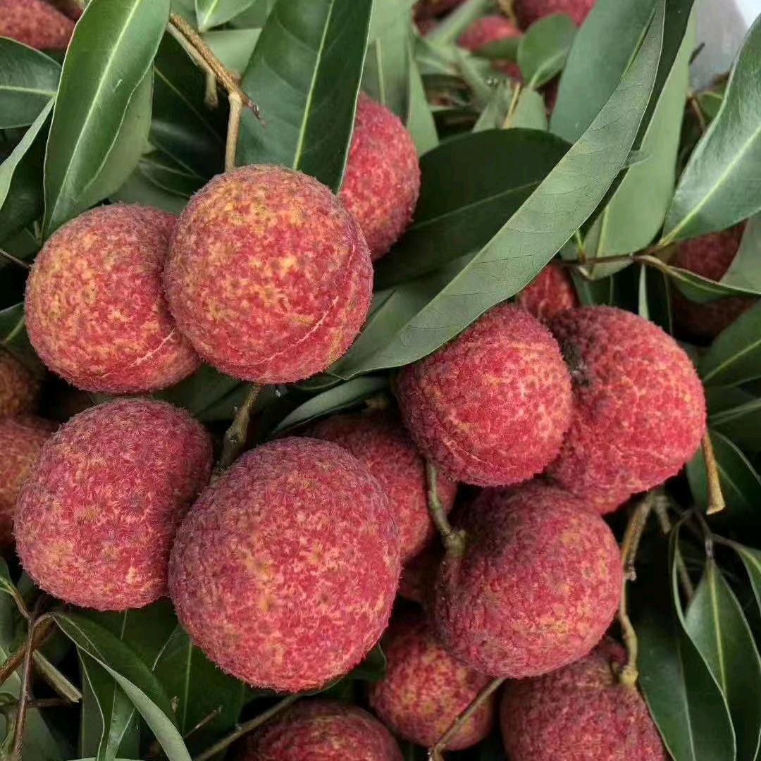 灵六果苗种植户