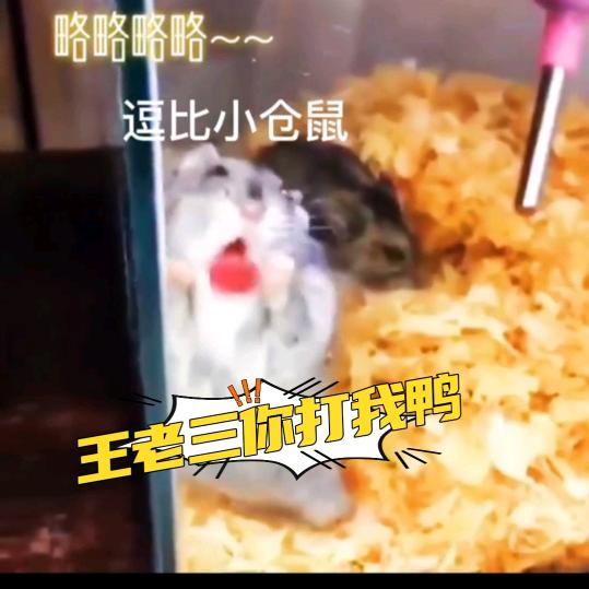 王老三配音(南宋丞相岳家军统帅