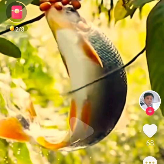 鲤鱼🐟跳龙门