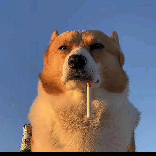 希望如此头像