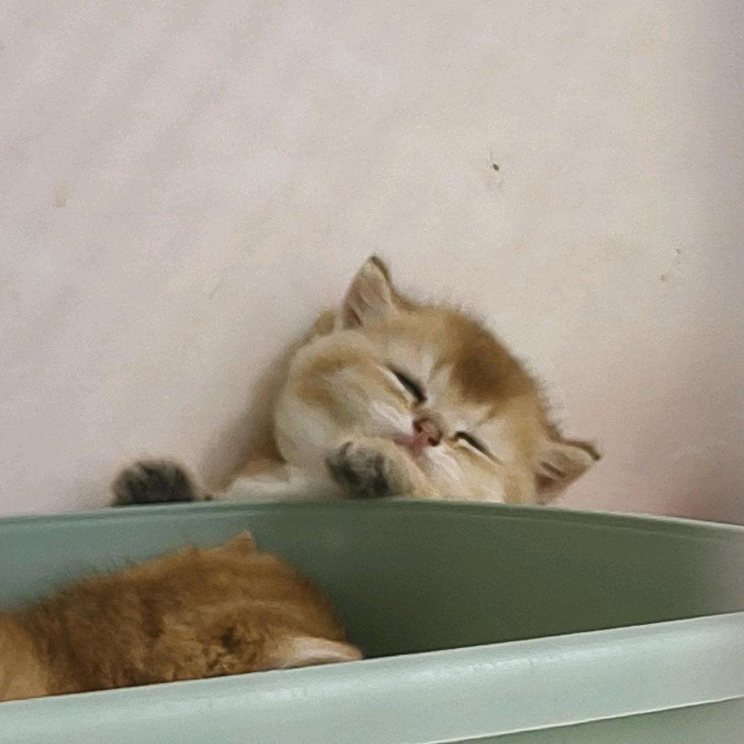 东北宠物貓批发B端