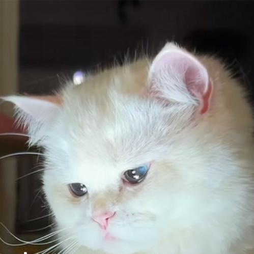 ꧔ꦿ十℘一᭄᪲ᩚ