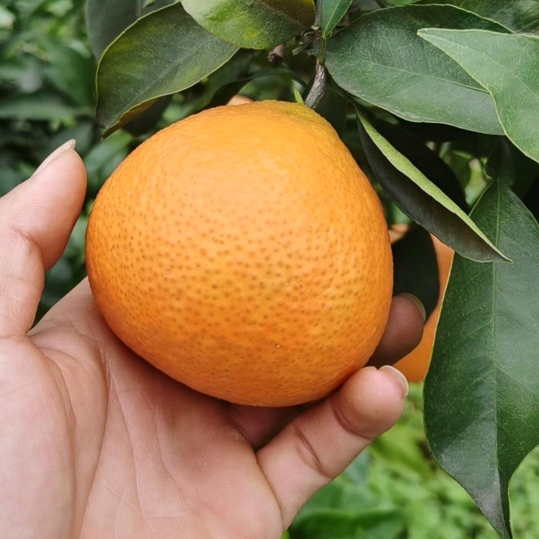 水果代办但荣锋