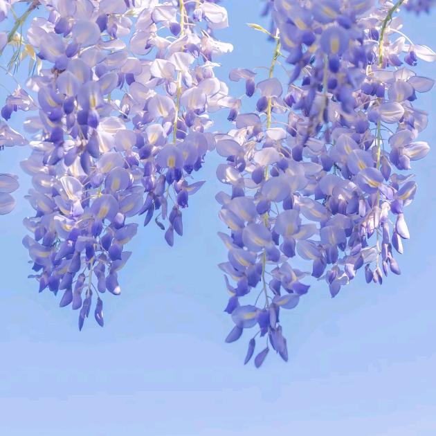 大脑发呆停机中