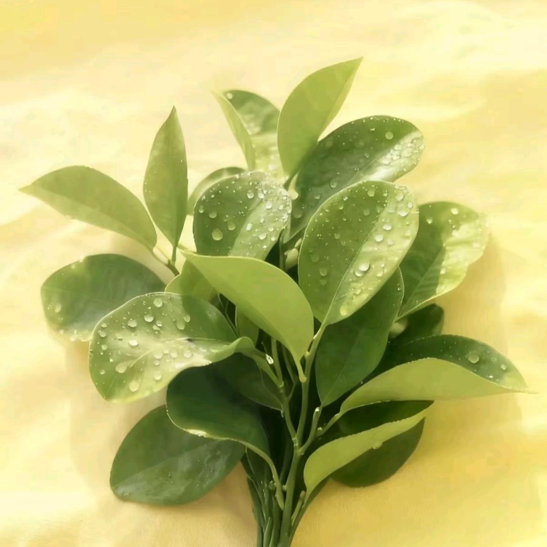 吹吹人间发财风