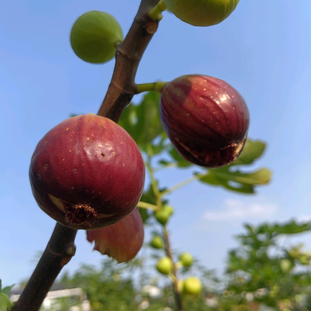 乡里香亲（喜多2）