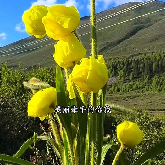 冬日骄阳