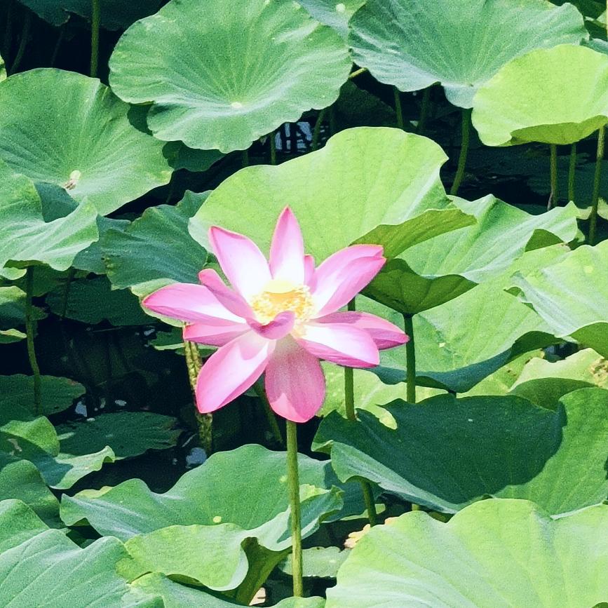 兜里有米