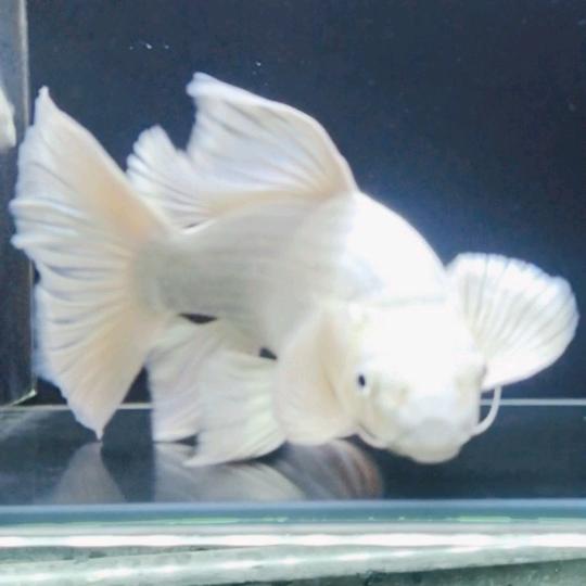 蝴蝶鲤（普身）