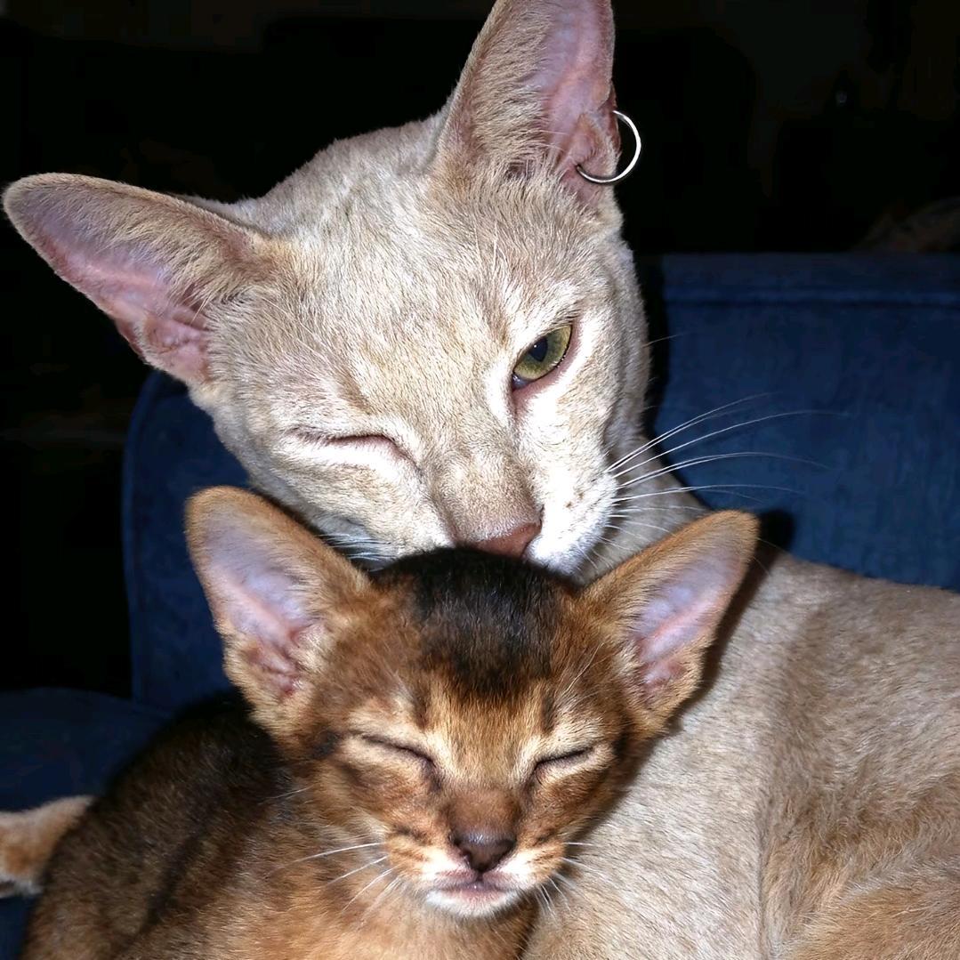 向日葵是小太阳