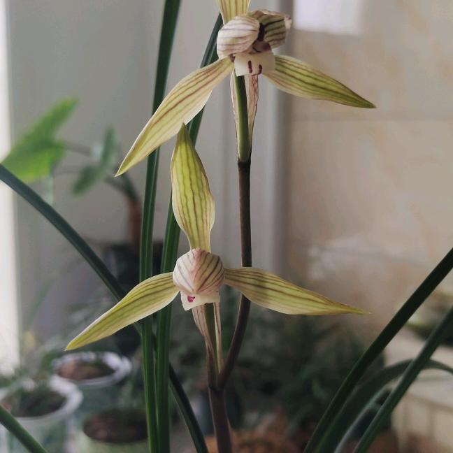 前途吴量(黔来多火锅)