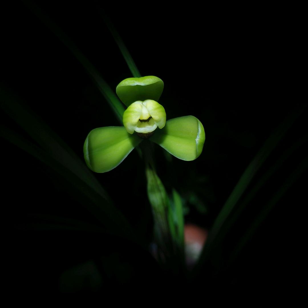 红太阳0086