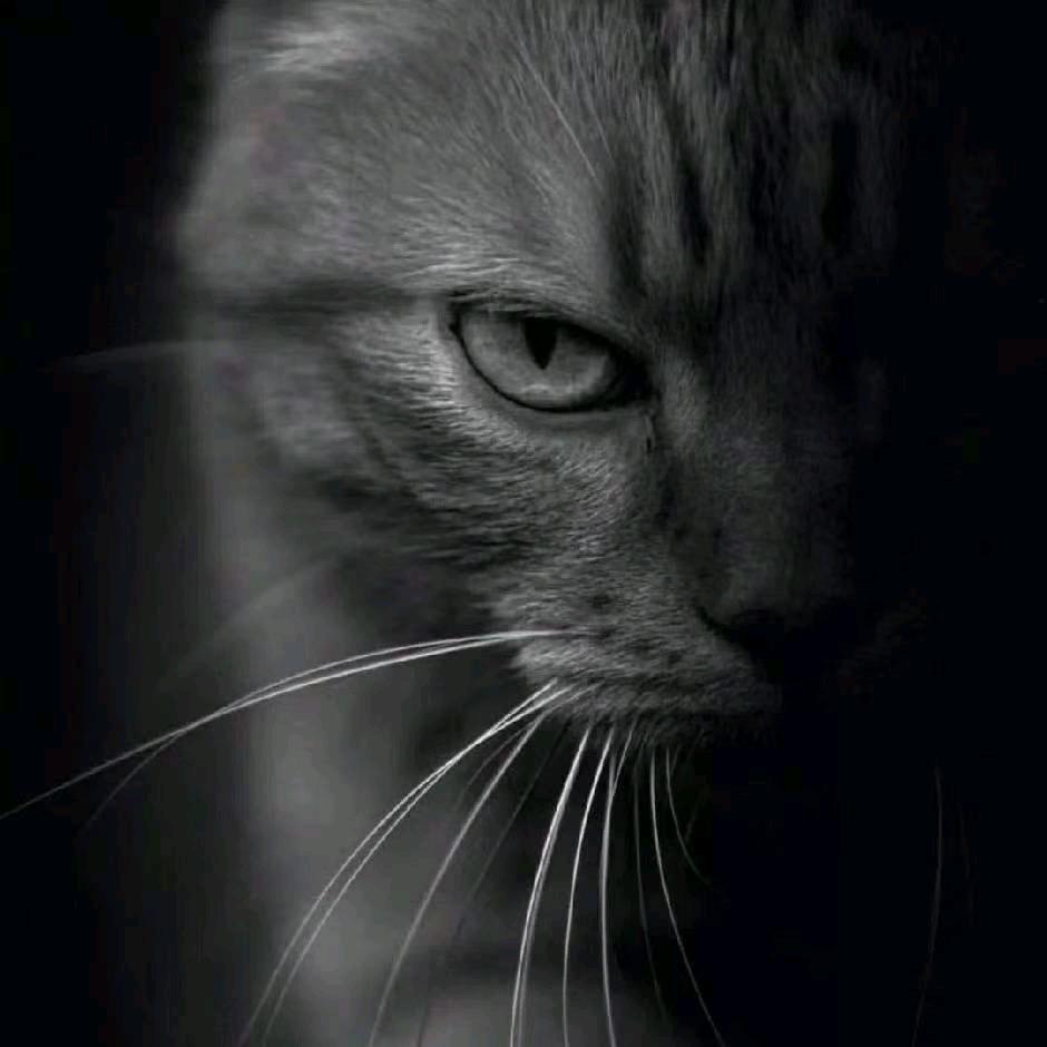 禧念_奶茶版(看简介)