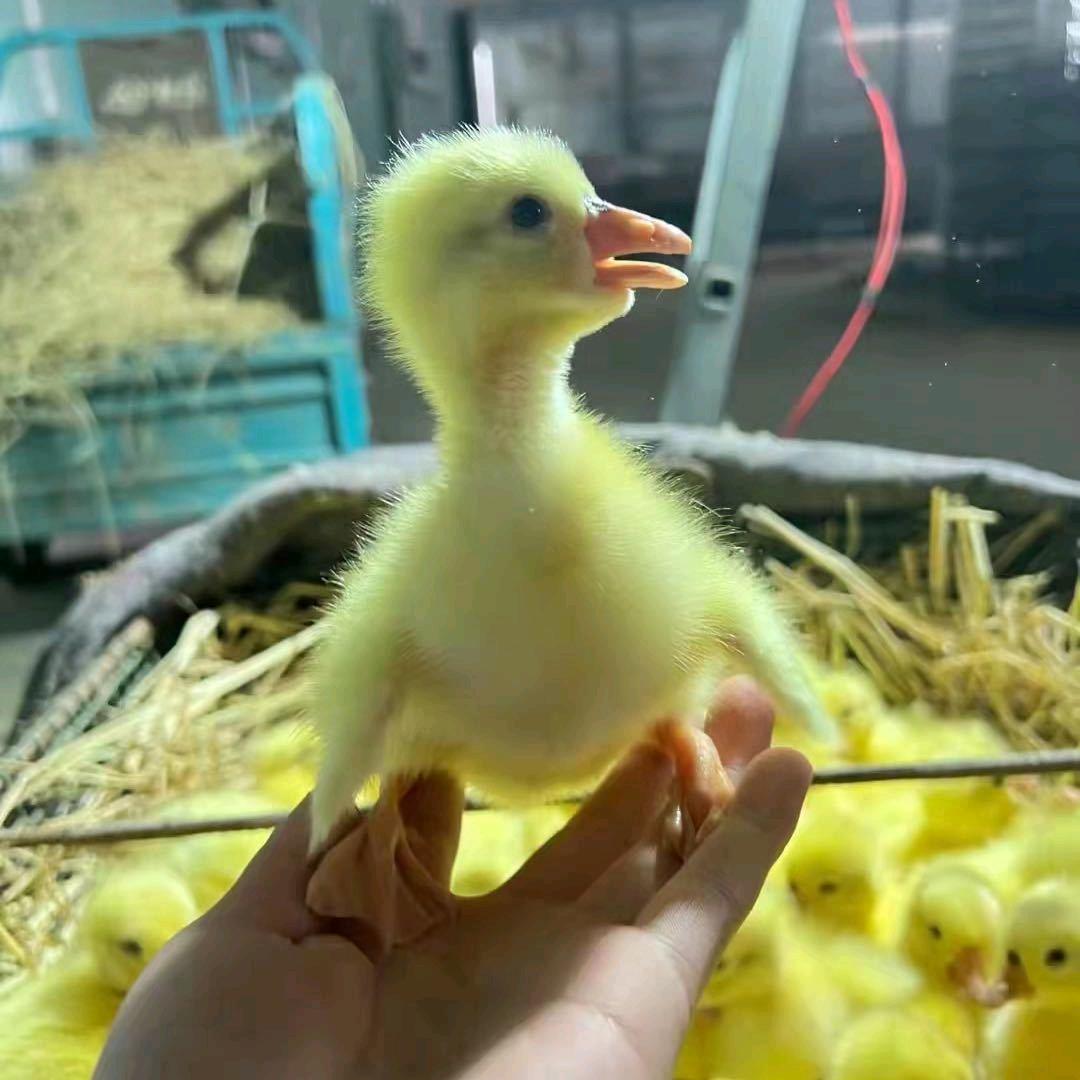 老冯批发鸡鸭鹅