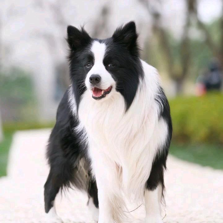 刘会长的狗