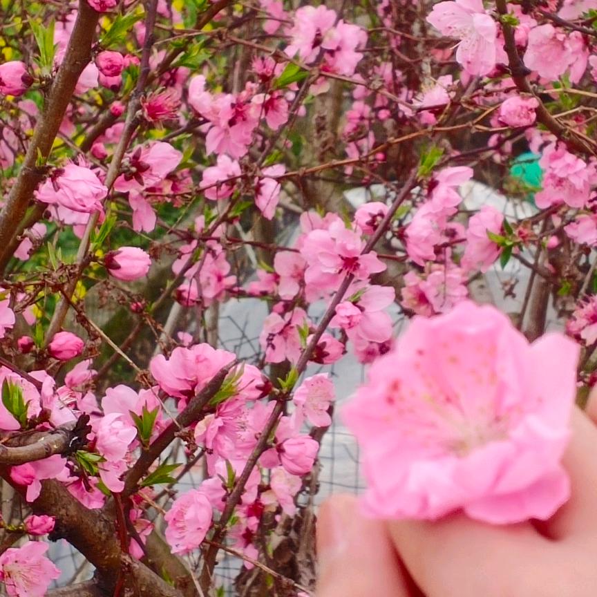 桃花朵朵开