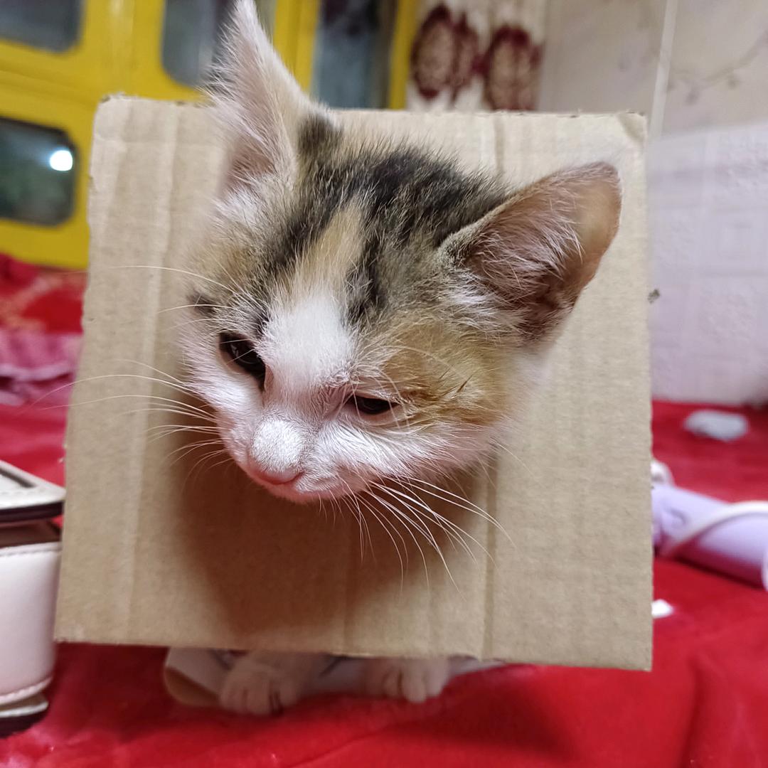 初淮