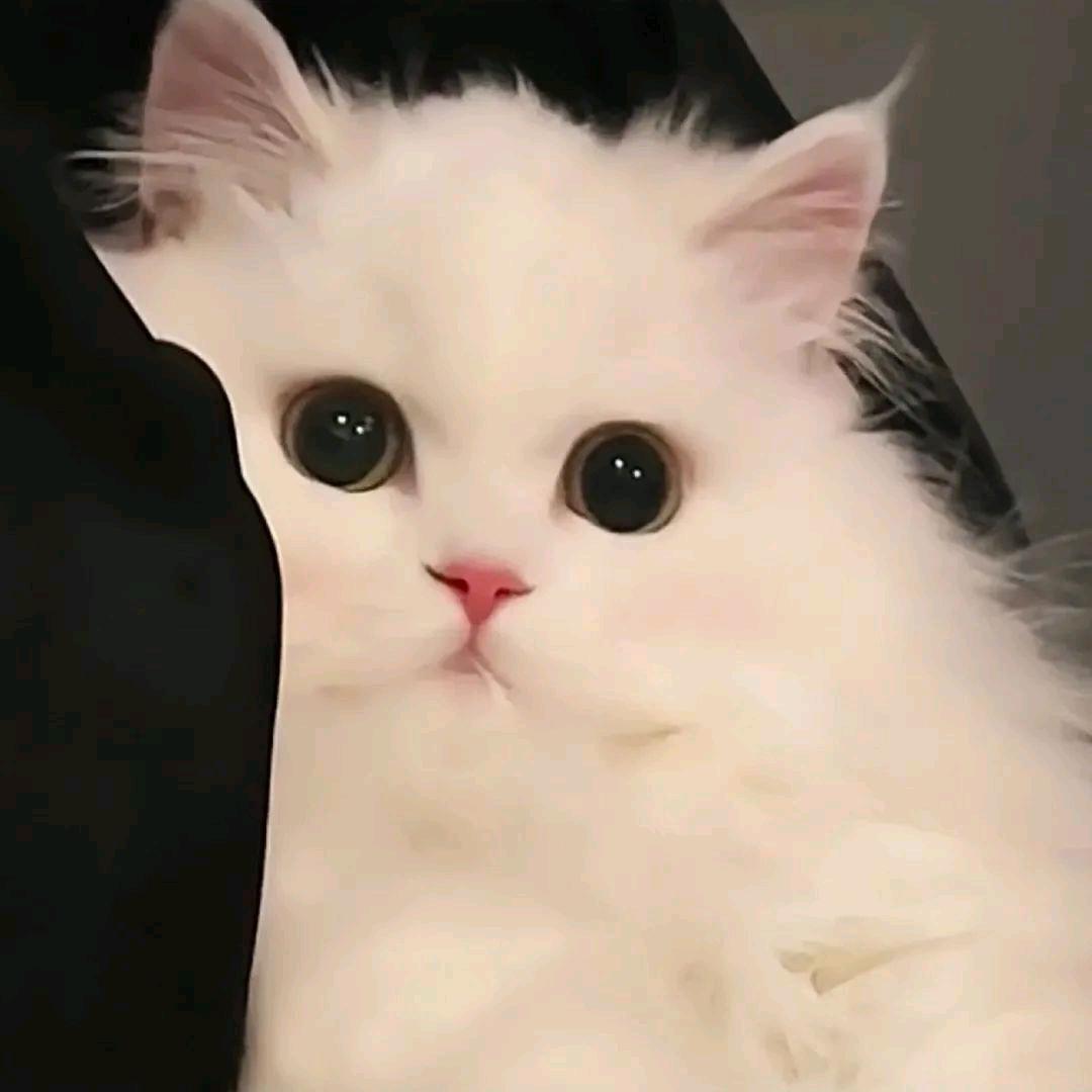 茯苓猫猫