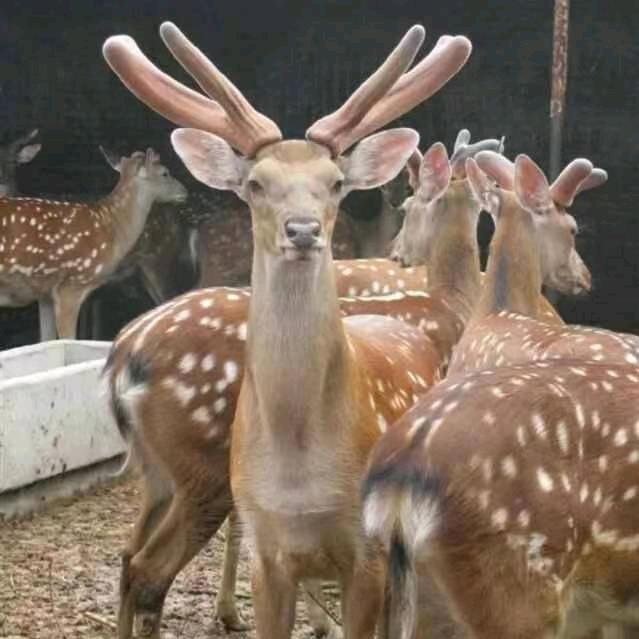 南华县底么梅花鹿养殖园