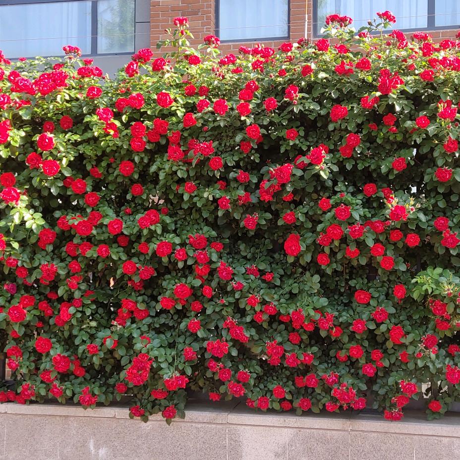 今蓝汽车贴膜—潍坊店