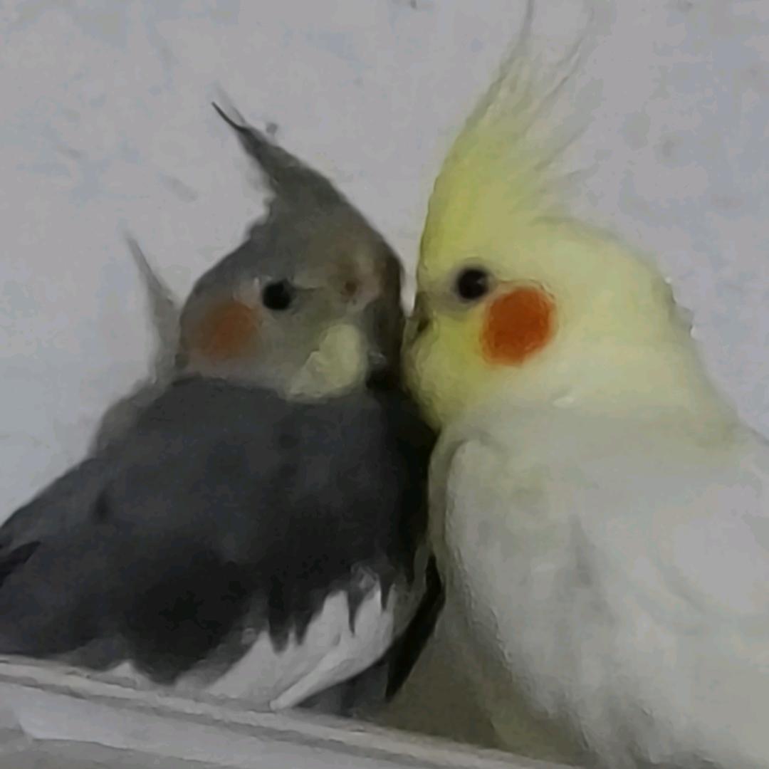 三只小鸡