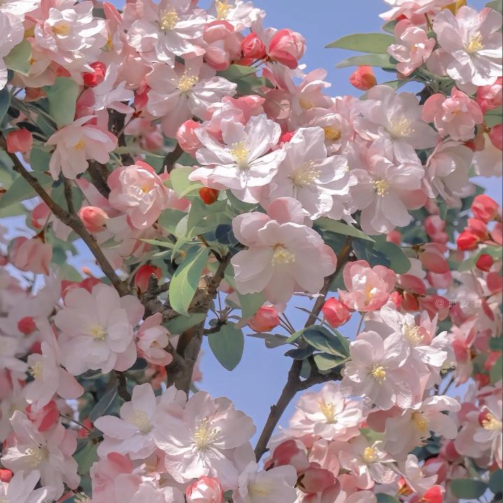 荔枝公主