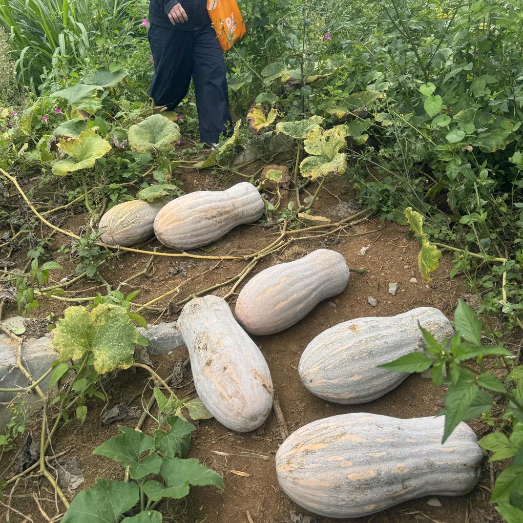 南瓜发展阿三🎃