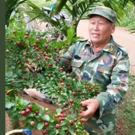 海南第一家刺梅基地