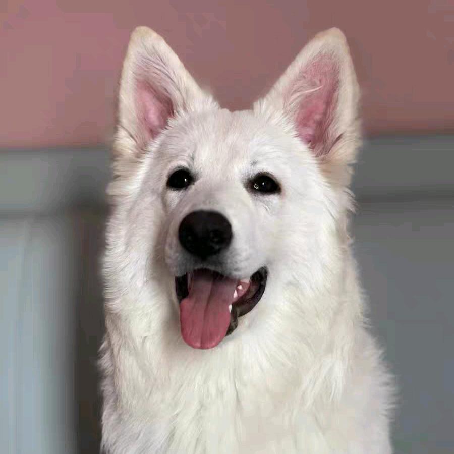 .꧁༺繁育🌺白牧༻꧂