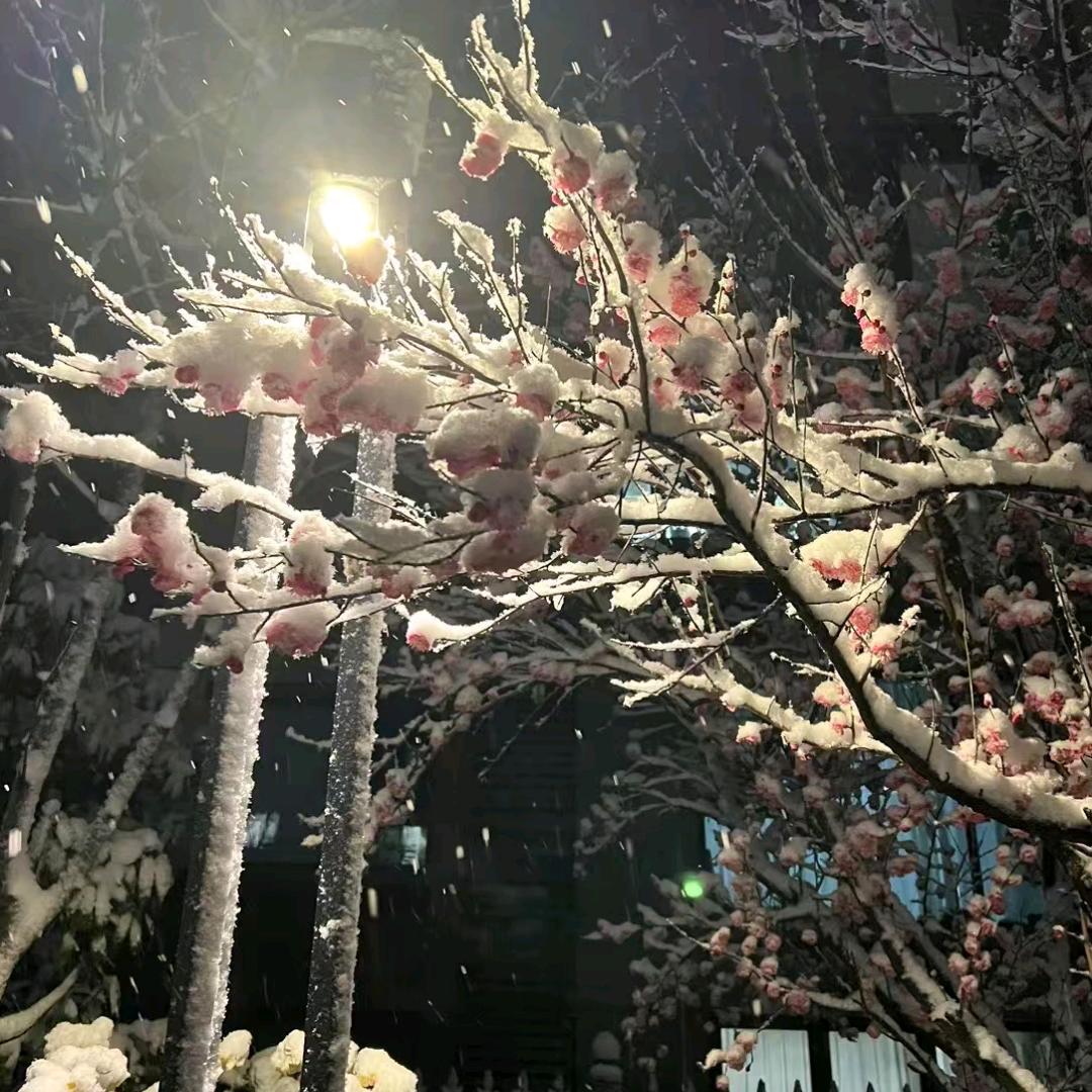 🥀এ᭄最凉 ꦿ是人心 ོ࿐ᩚ