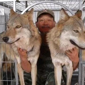 犬王狼爸