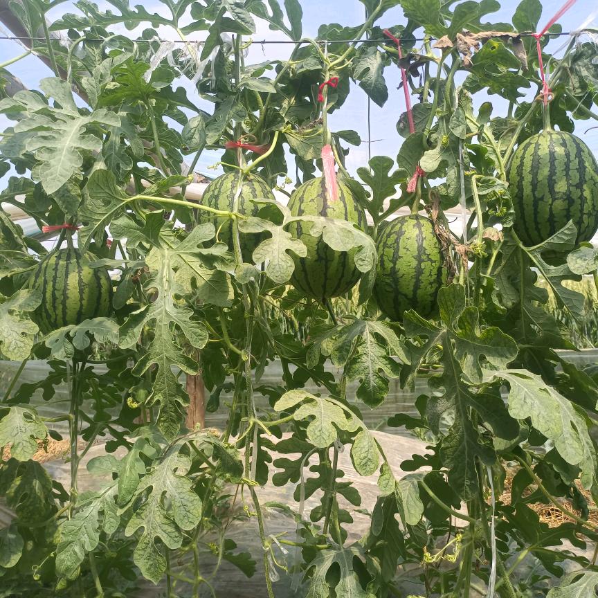 金霞种植大棚精品牛奶小吊瓜