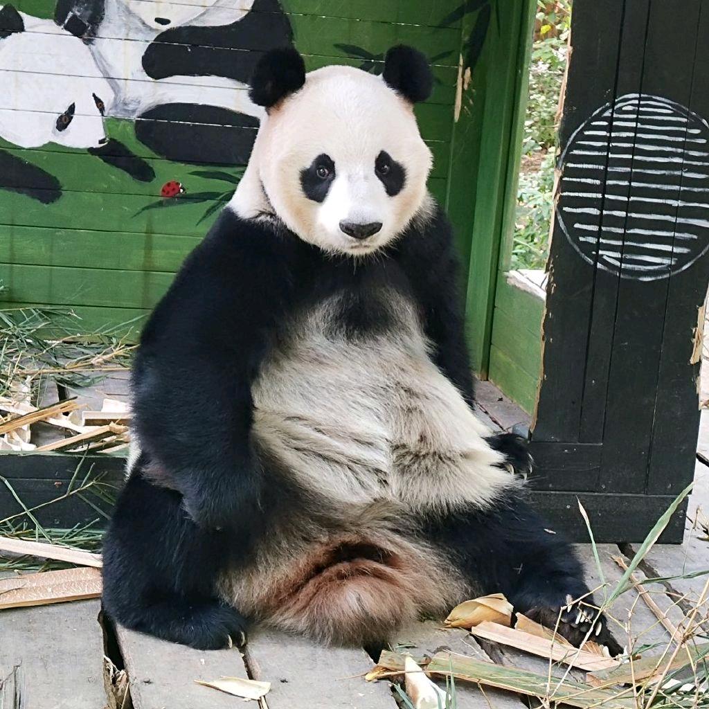 奶牛猫咪奥利奥