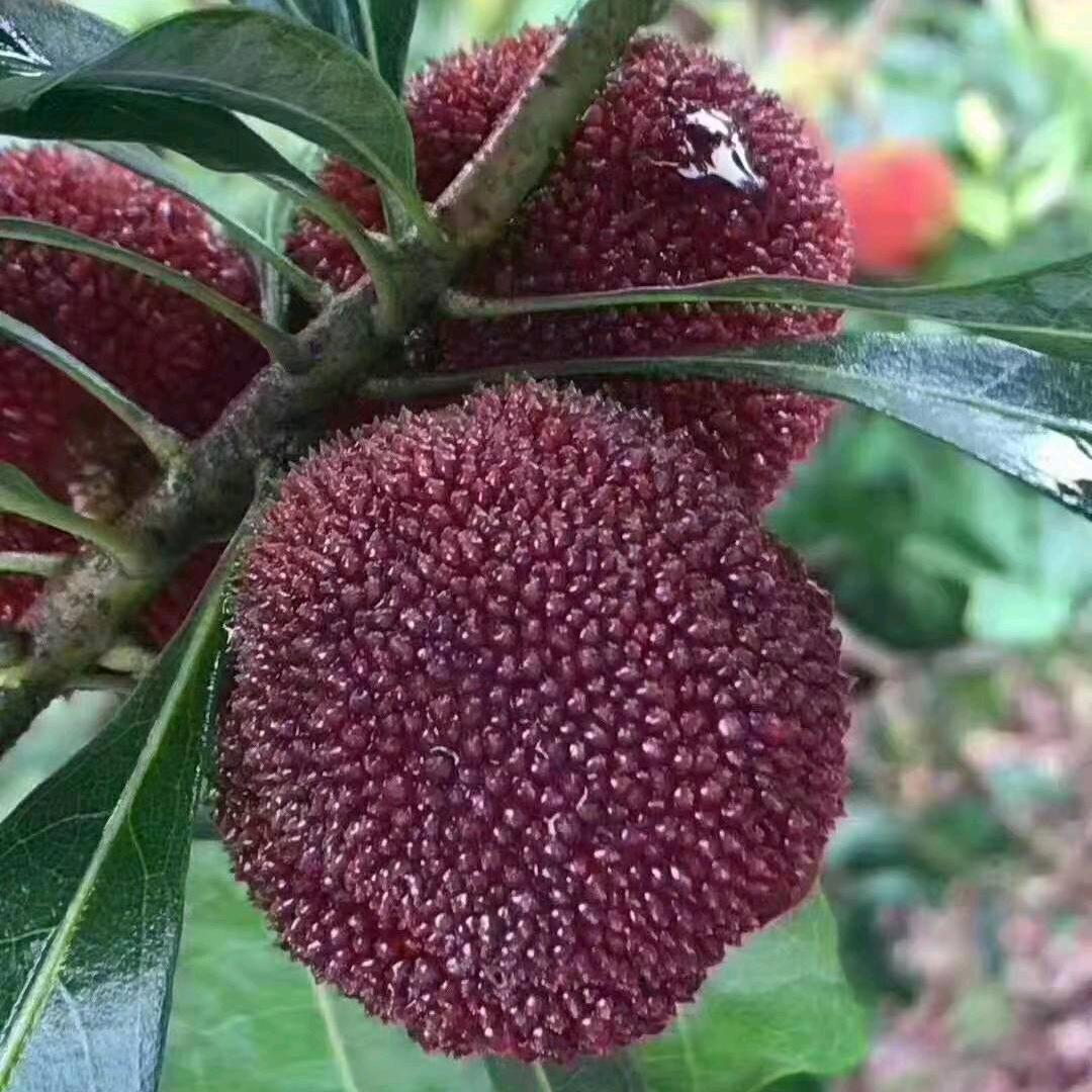 杨梅哥哥