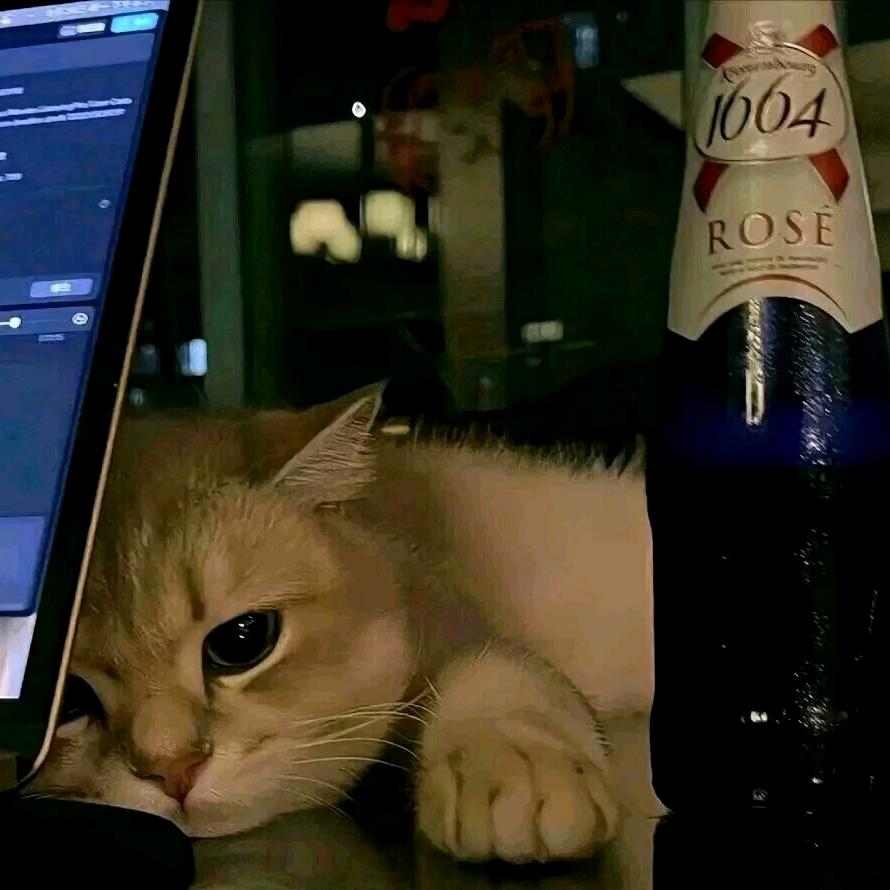 旧街野猫