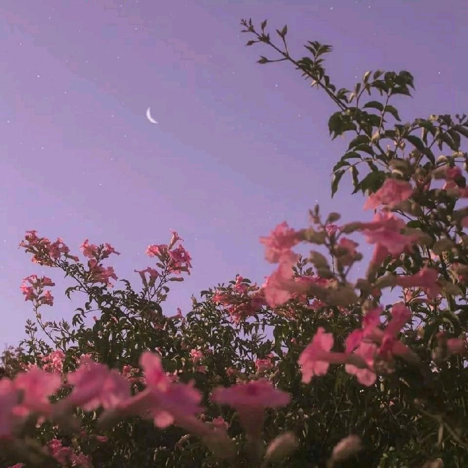 ♥(｡￫v￩｡)♥