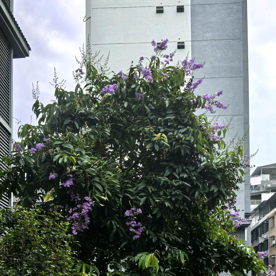 中国广电小玲（田林）