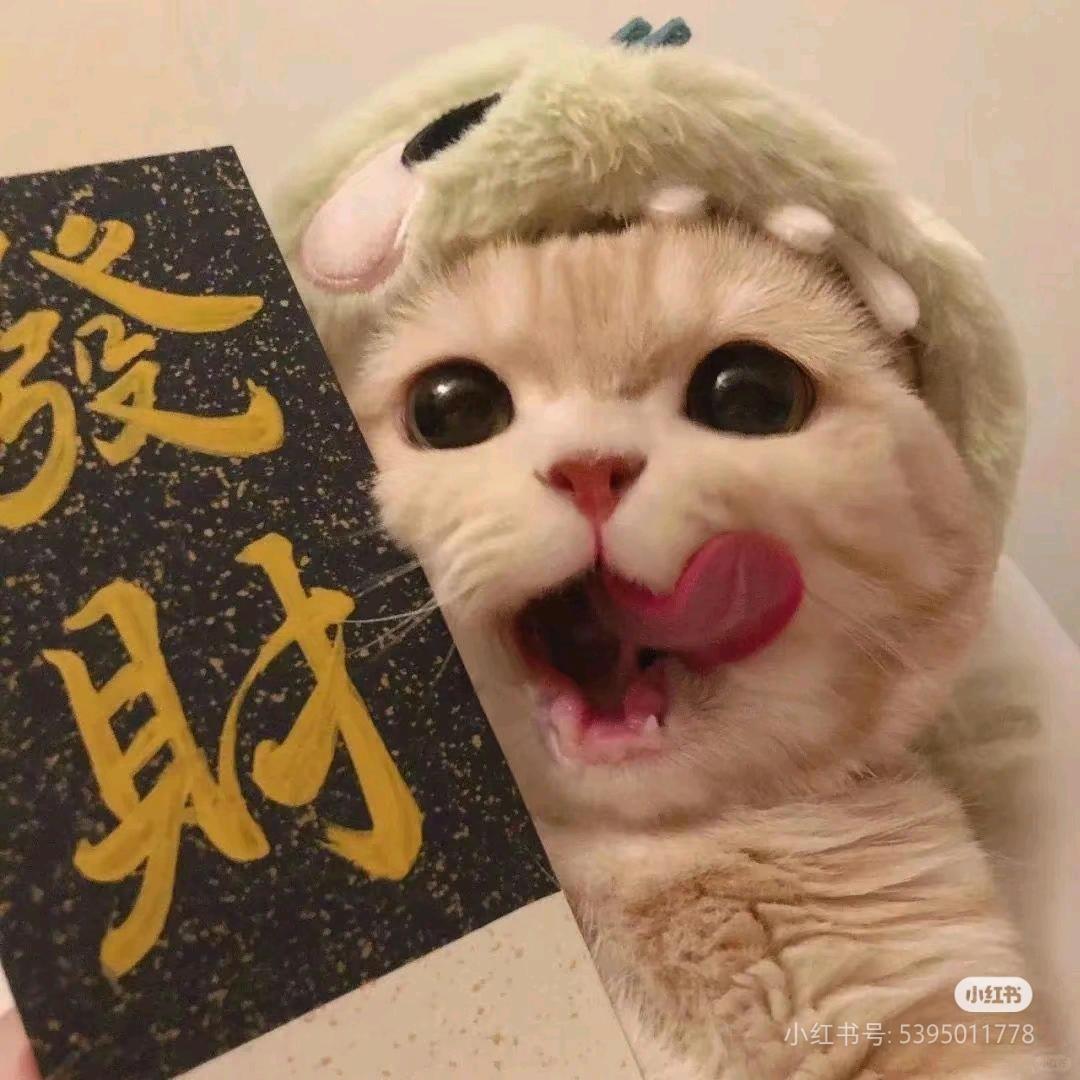 小猫碎碎念⌯'Ⱉ'⌯