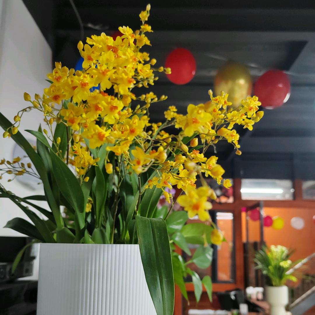 冰山雪莲（人间清醒）