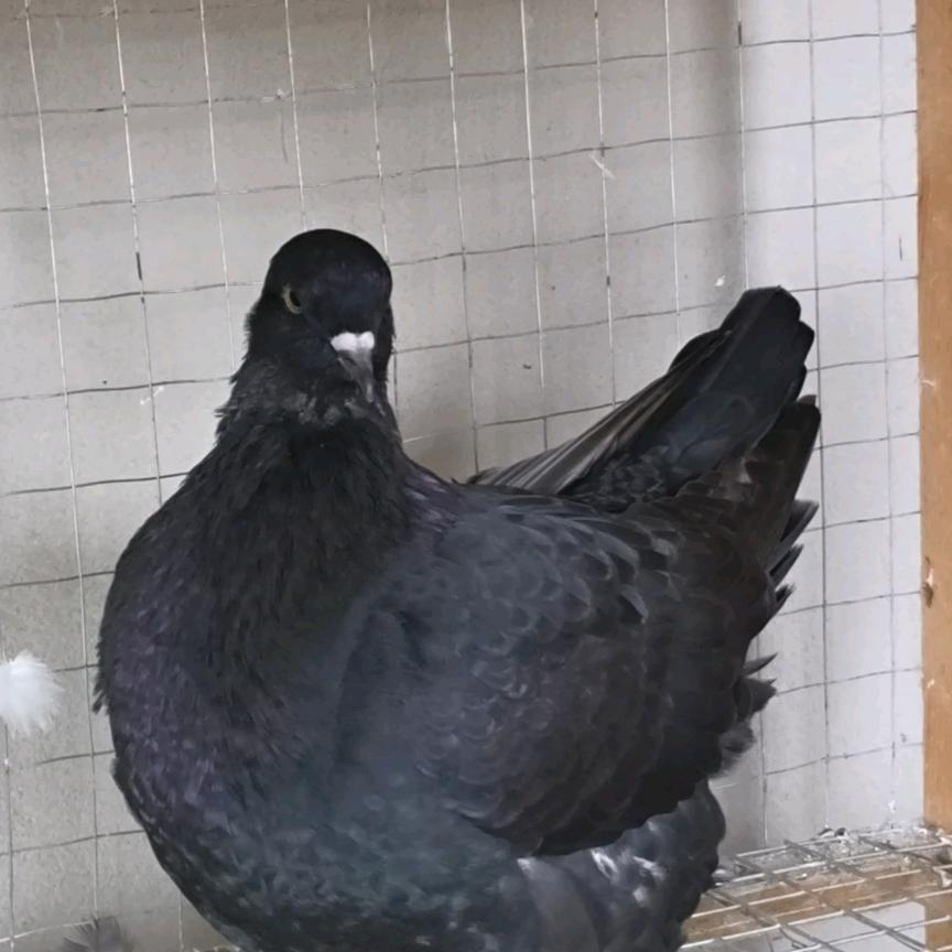 临泉王氏梦坛鸽