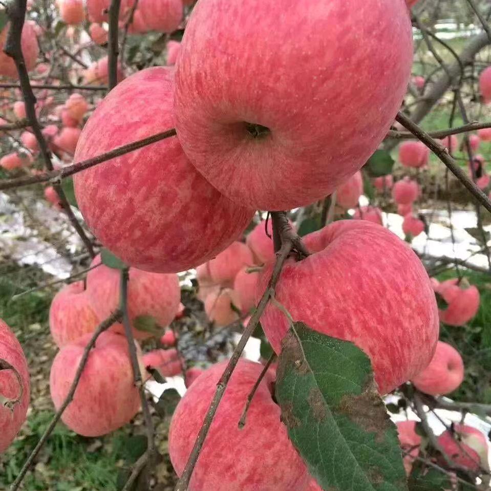 洛川苹果糖宝妈咪