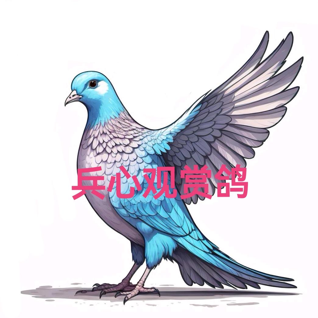 兵心观赏鸽