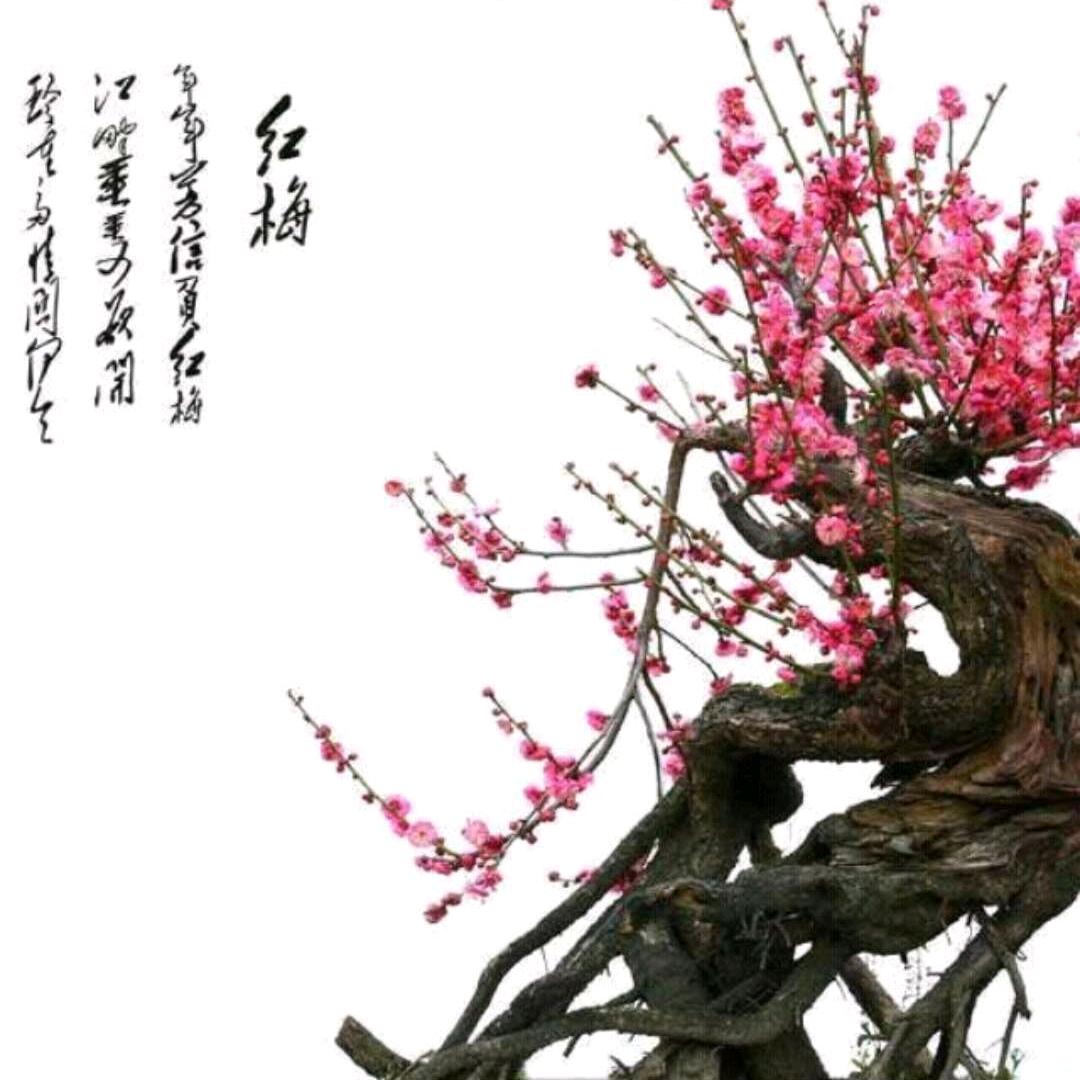 傲雪红梅🌸