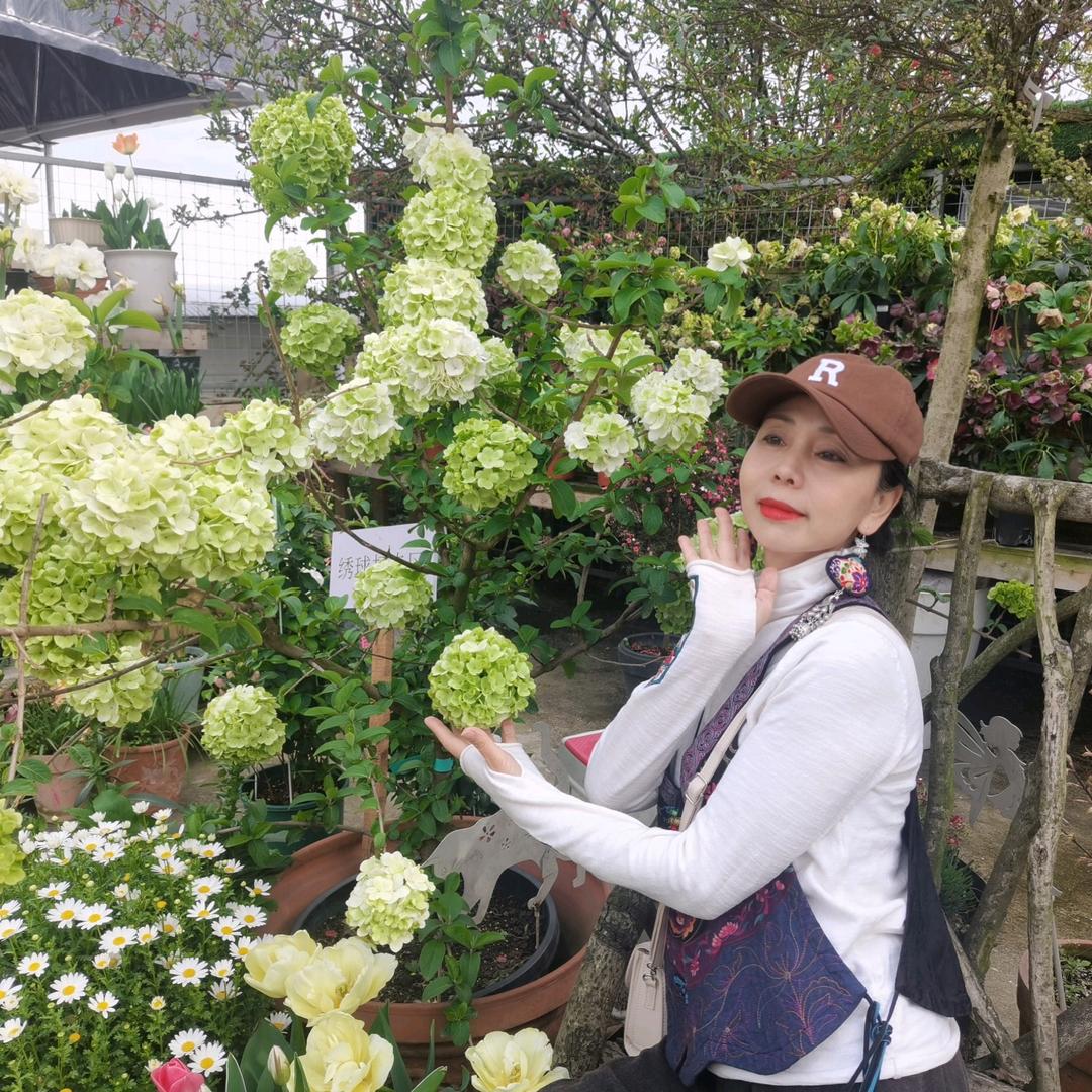 灯笼花小号³⁶⁹