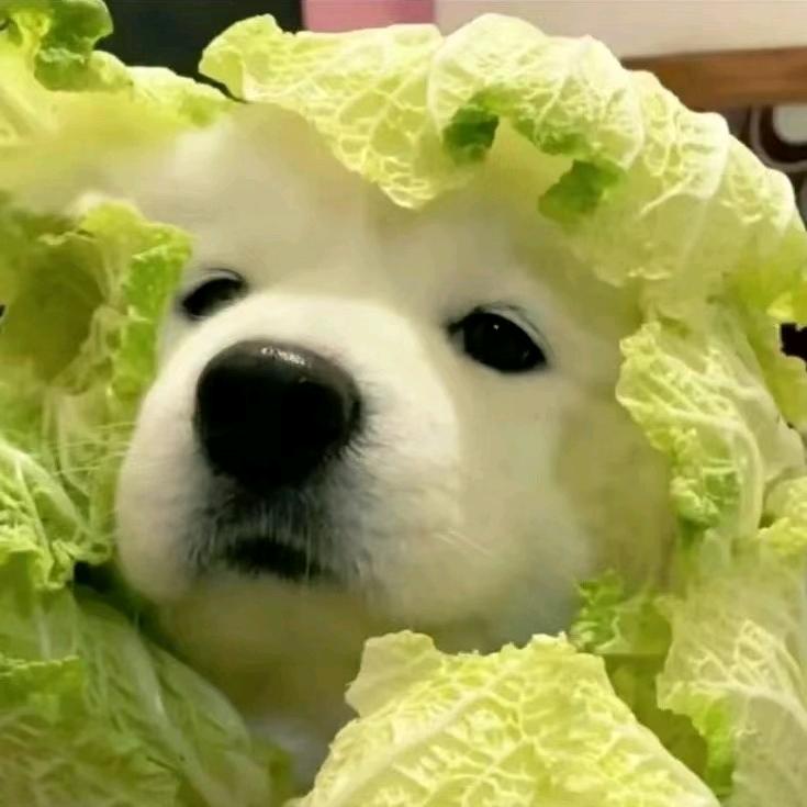 菜花不菜