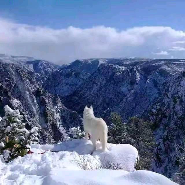 雪山独行
