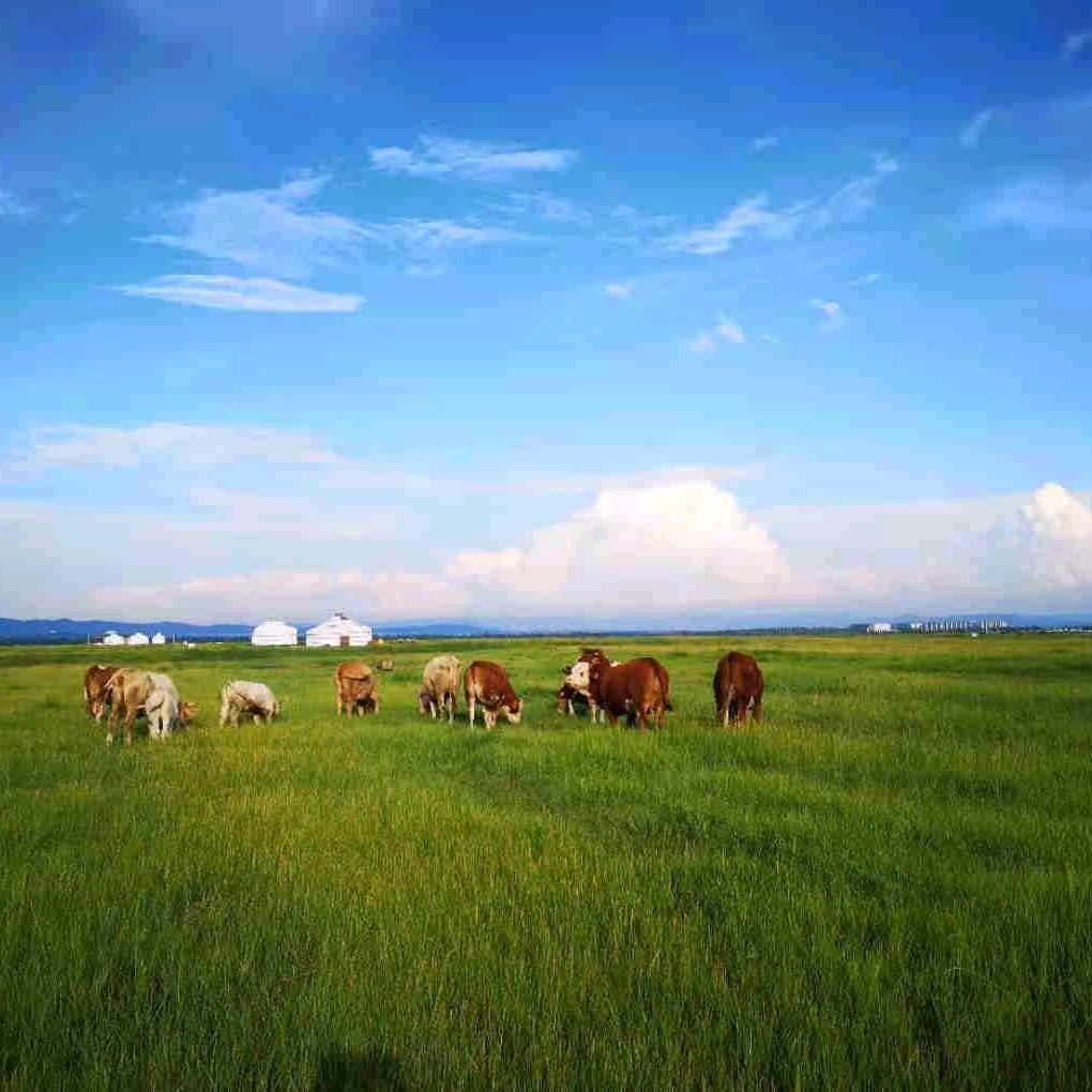 塞外昭君君飞好物